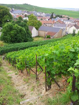 Vignes à Verzenay (© F. Dufétel-Viste MEEM)