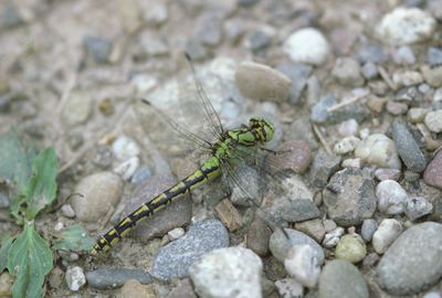 Femelle de Gomphe serpentin