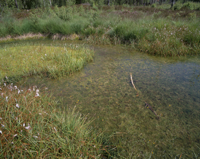 Mares dystrophes 