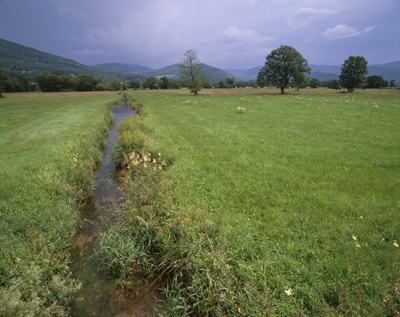 Prairie naturelle à Sanguisorbe du piémont des Hautes-Vosges