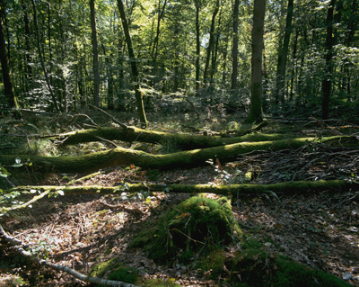 Chênaie du plateau lorrain