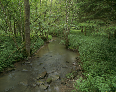 Ruisseau à écrevisses 