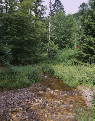 Ruisseau à chabeau commun dans les Hautes-Vosges