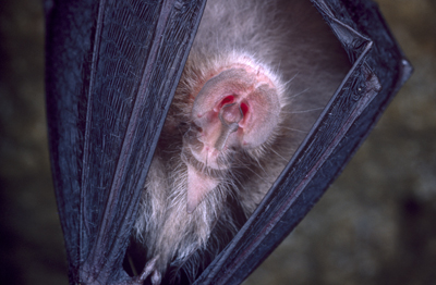 Petit rhinolophe en hibernation 
