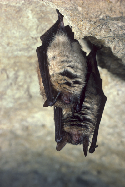 Groupe de Vespertilions à oreilles échancrées en hibernation 