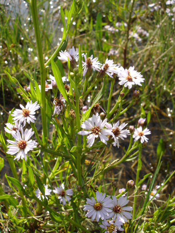 Aster maritime Aster maritimum