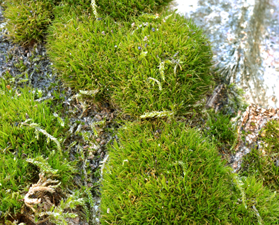 Coussinet du Dicrane vert 