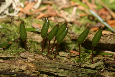 Sporophytes de Buxbaumia viridis