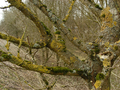 Arbre colonisé par l’Orthotric de Roger 