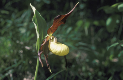 Fleur de Sabot de Vénus