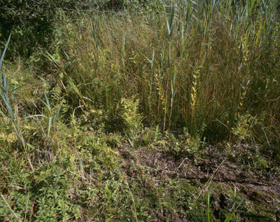 Zone perturbée dans un marais alcalin