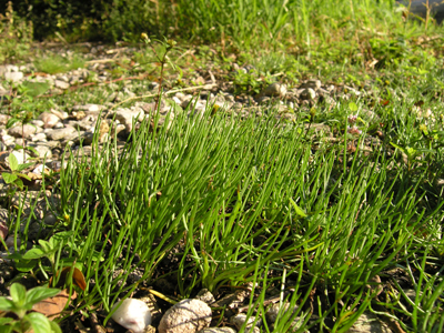 Gazon à Littorella uniflora en bordure d'étang oligotrophe