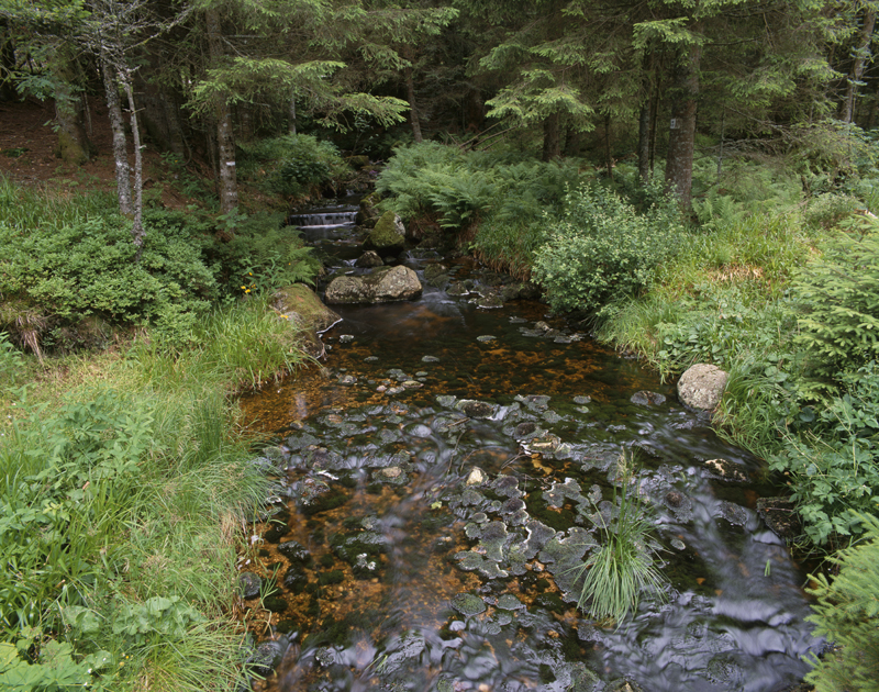 Ruisseau oligotrophe dans le secteur de Lispach