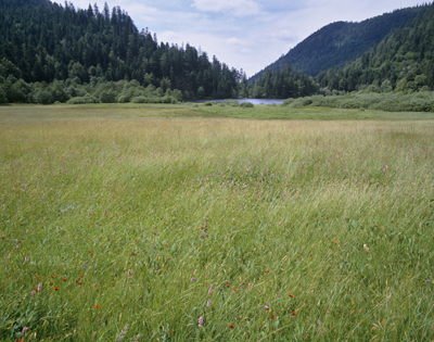 Prairie humide de l'étage montagnard