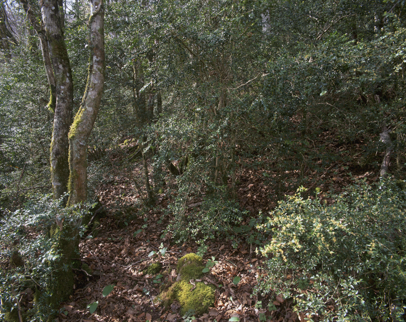 Buxaie dans la vallée du Rupt-de-Mad