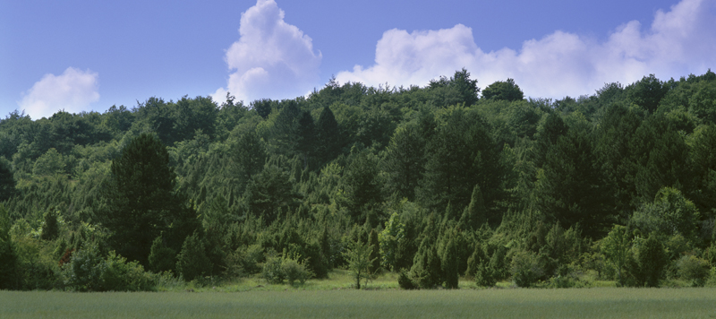 Belle junipéraie à Sivry-la-Perche