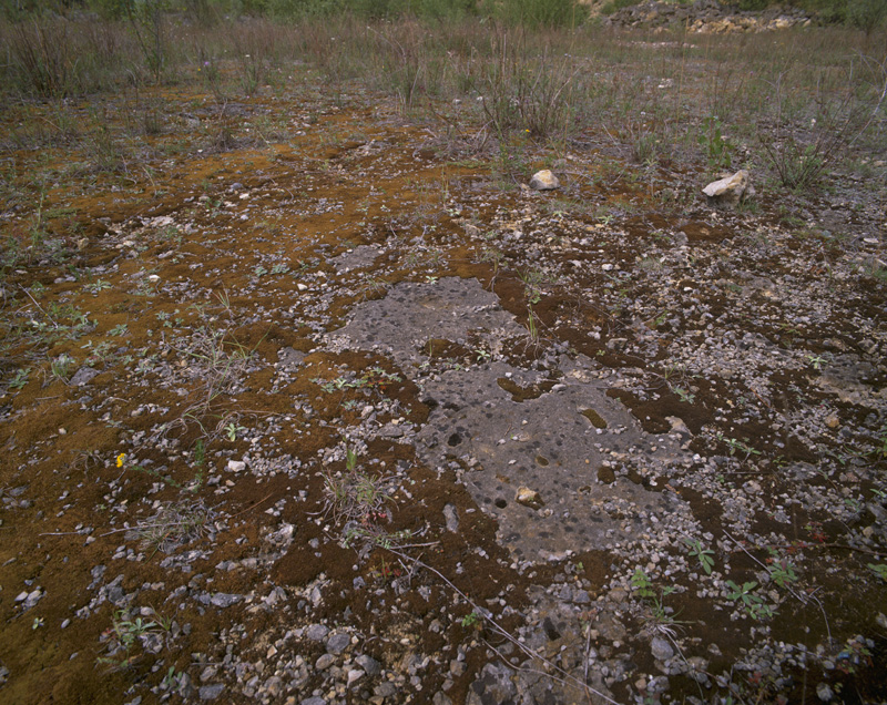 Dalle calcaire colonisée par une pelouse rupicole dans une carrière abandonnée