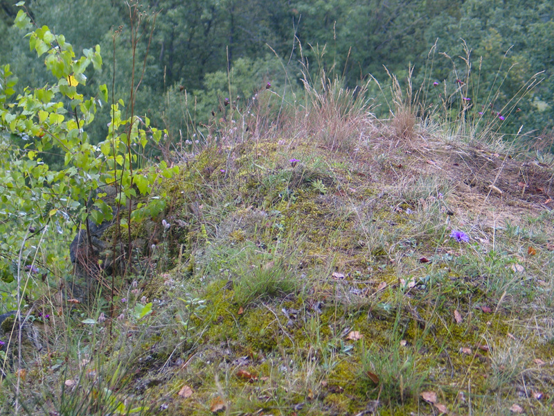 Pelouse calcarifère sur les grès de l'Hettangien