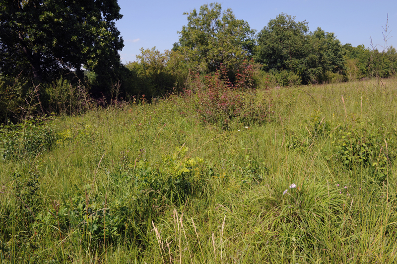Prairie oligotrophe sur le plateau mosellan hébergeant une belle station à Œillet superbe 