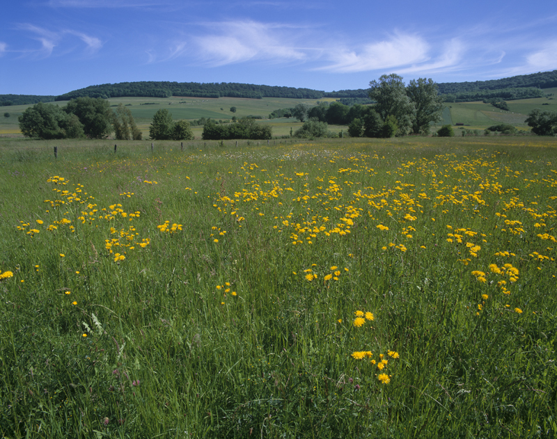 Prairie naturelle à 