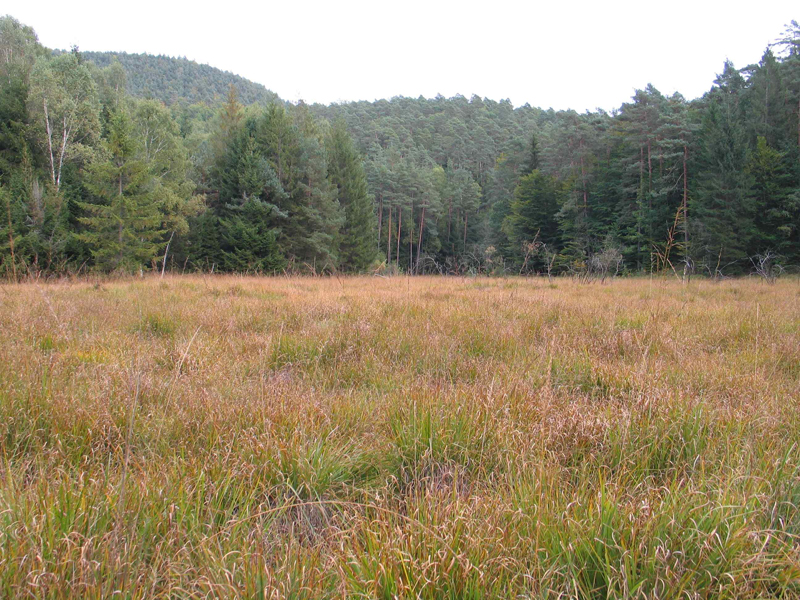 La tourbière dégradée de l'Erlenmoos à Sturzelbronn dans les Vosges du Nord