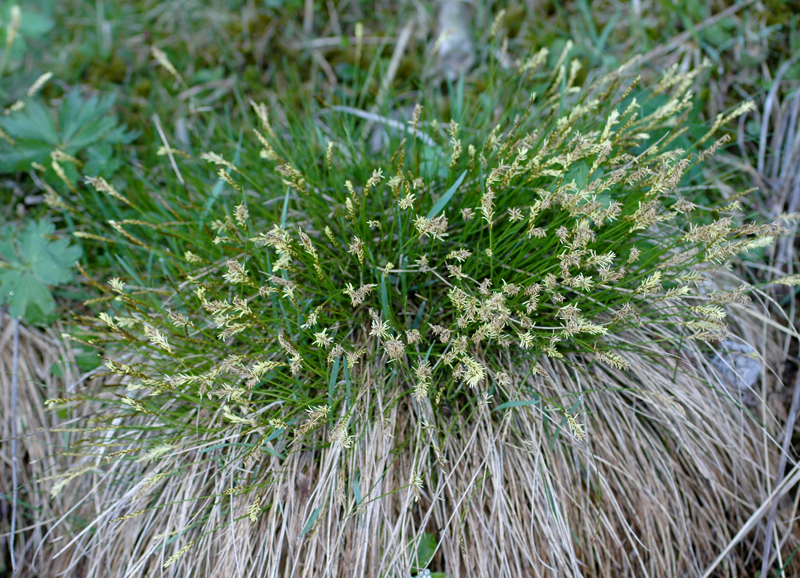 Touffe de la Laîche de Davall 