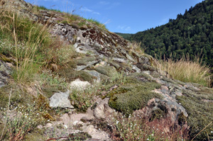 Pelouse sur dalles de granite à Rochesson