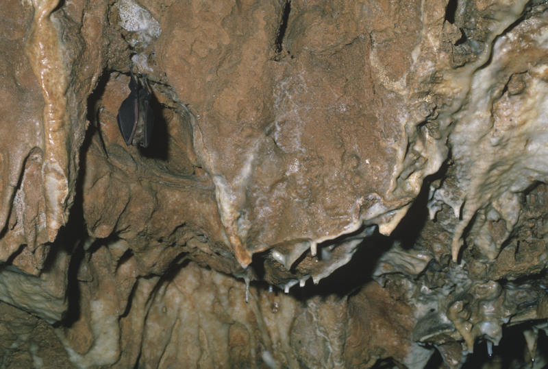 Grand rhinolophe en hibernation dans une grotte