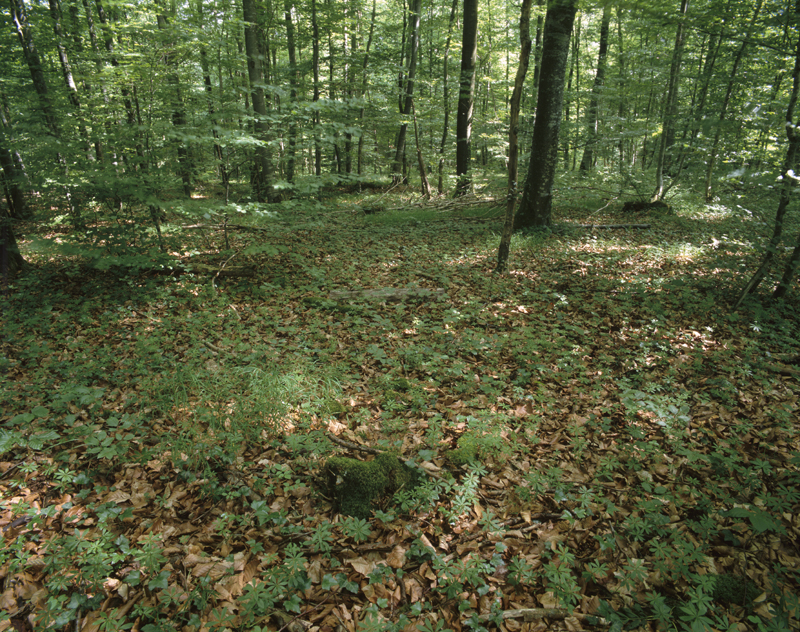 Hêtraie-chênaie à Aspérule odorante et Mélique uniflore sur le plateau lorrain