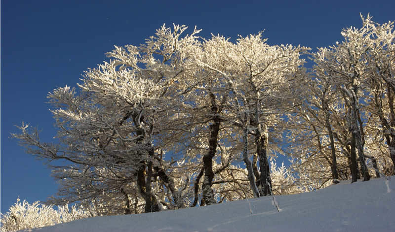 Vue du même habitat en hiver