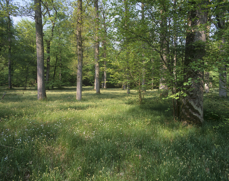 Chênaie pédonculée hygrocline avec un sous-bois de Laîche fausse brize 