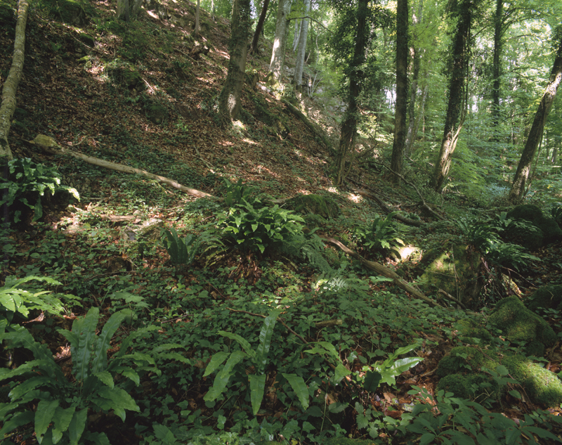 Érablaie sur éboulis à Scolopendre dans un vallon entaillant les Côtes de Moselle