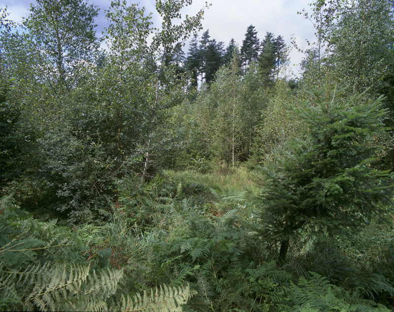 Boulaie sur tourbe dans la vallée de la Meurthe