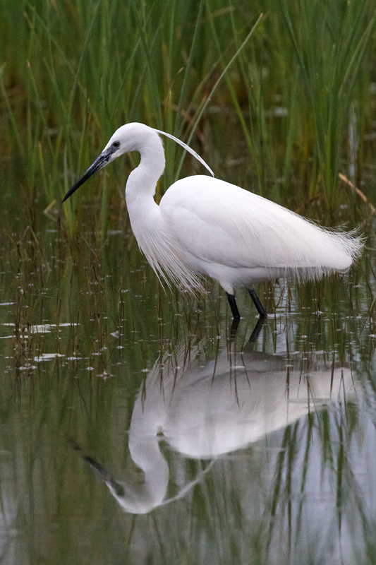 Aigrette garzette en plumage nuptial 