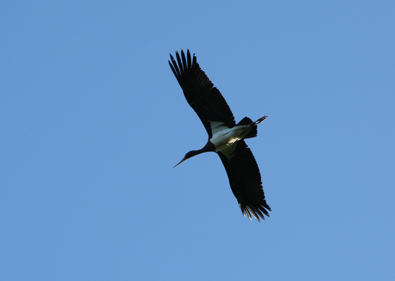 Cigogne noire en vol 
