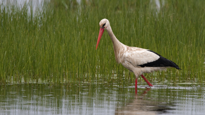 Cigogne blanche adulte 