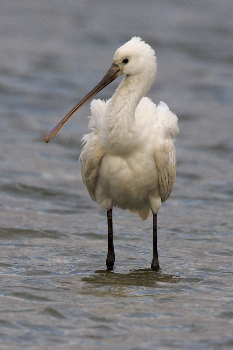 Spatule blanche immature 
