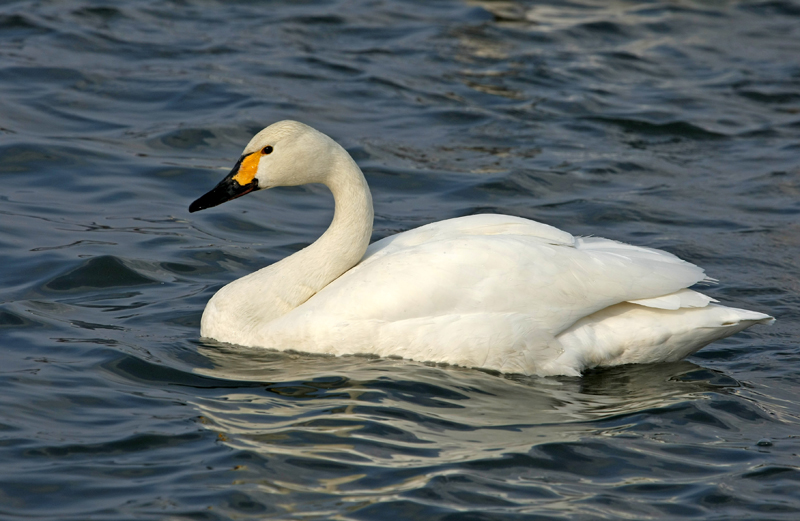 Cygne de Bewick adulte 