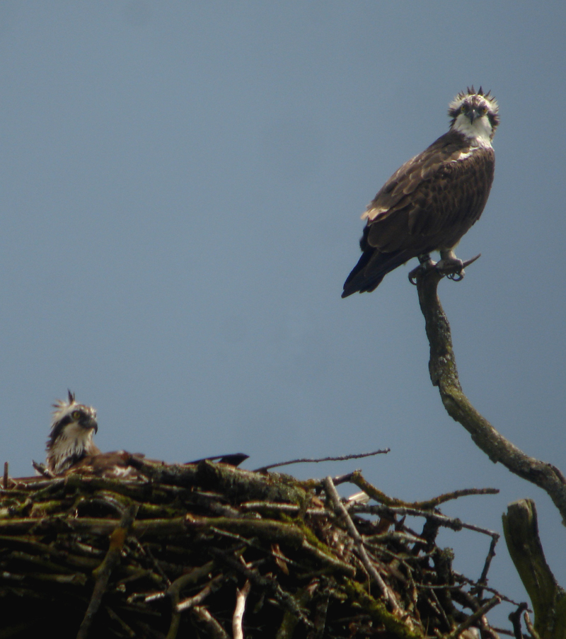 Balbuzard pêcheur près de son nid dans le secteur de Dieuze 