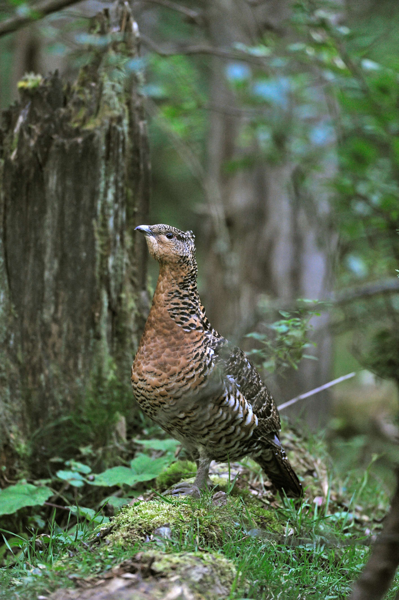 Femelle de Grand Tétras