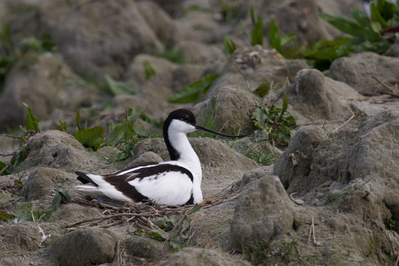 Avocette élégante adulte en incubation sur son nid