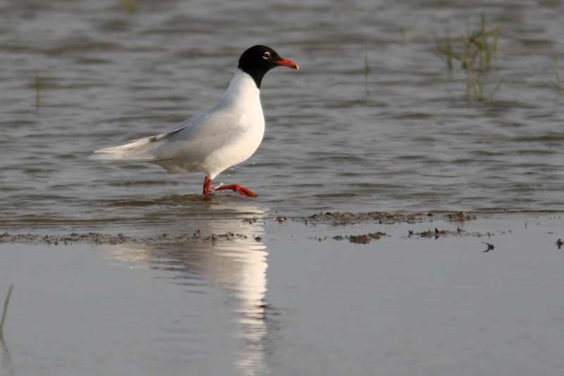 Mouette mélanocéphale adulte en plumage nuptial 