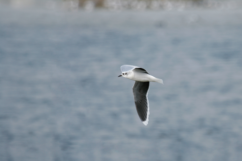 Mouette pygmée adulte en plumage d'hiver en vol 