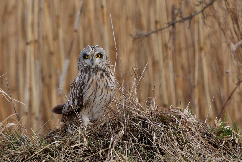 Hibou des marais 