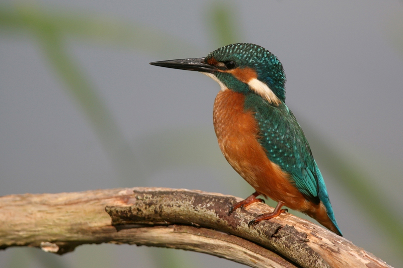 Martin-pêcheur d'Europe juvénile
