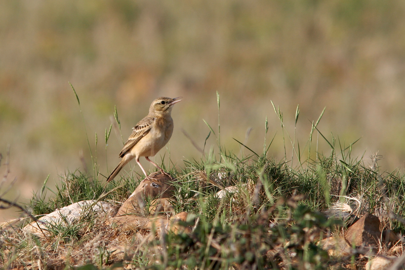Pipit rousseline adulte 