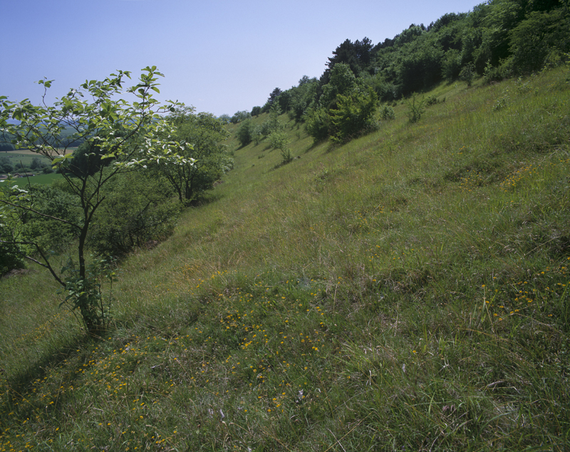 La Côte de la Champagne, partie principale de la pelouse de Chauvoncourt