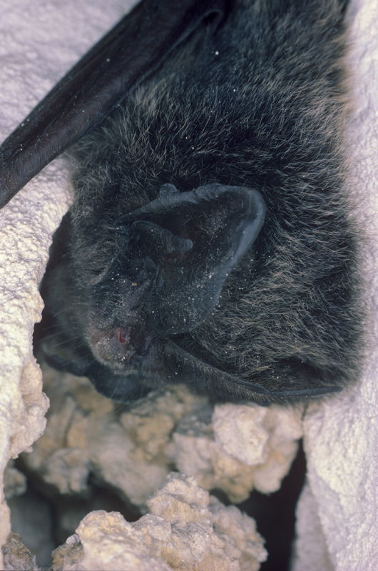 La Barbastelle d'Europe, chauve-souris devenue très rare au nord de Montmédy