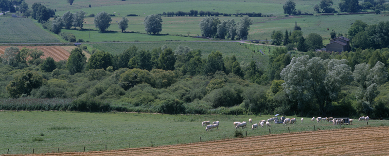 Vue de la partie centrale du marais de Chaumont-devant-Damvillers