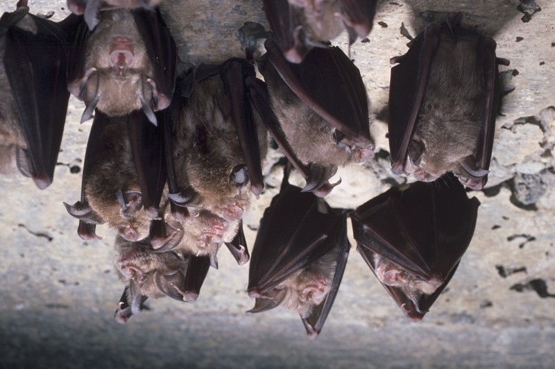 Groupe de Grands rhinolophes en léthargie dans ouvrage militaire